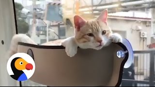 Most Relaxed Cat Ever? | The Dodo