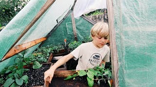 Planting a week’s worth of VEGGIES in 20 Minutes