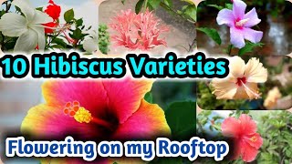 Best 10 Hibiscus Varieties is now flowering on my Rooftop Garden