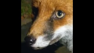 Fox Bites Me