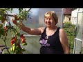 Очередной сбор томатов!!! 🍅🍅🍅🍅🍅🍅