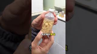 小猫小狗身上的寄生虫都长啥样儿？