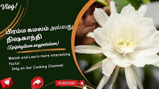 பிரம்ம கமலம் OR நிஷகாந்தி (Epiphyllum oxypetalum) /Queen of night/lucky vasthu flower #brahmakamal