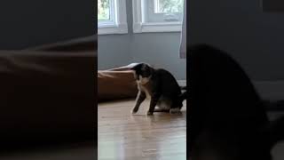 Try not to laugh | funny pets | funny dogs | #shorts #dogs #shortsfeed #cats