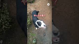 【犯人は君!?】車が泥だらけ！笑う犬｜PECO #shorts