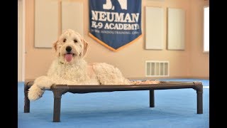 Murphy (Goldendoodle) Boot Camp Dog Training Video Demonstration