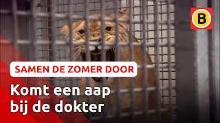 Leeuwinnen worden tijdelijk onvruchtbaar gemaakt | Samen de zomer door