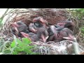 野鳥：ヒヨドリの繁殖（２）／wild birds breeding of brown eared bulbul 2