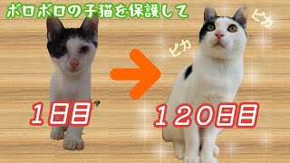 ボロボロの子猫を保護して１２０日が経ちました。美猫になったでしょ？