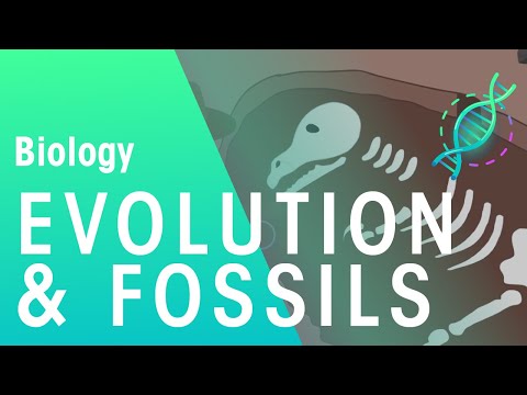 What evidence can scientists collect from body fossils?