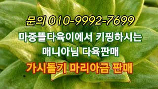 #마중뜰다육이에서 키핑하시는 매니분다육이판매#多肉植物 #다육판매 #다육재테크 #주식같은다육