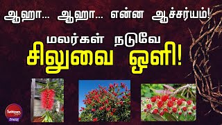 ஆஹா ஆஹா என்ன ஆச்சர்யம்! மலர்கள் நடுவே சிலுவை ஒளி!| Sathiyamgospel | 8Apr22