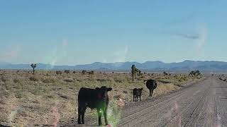 Cows? on the road to area 51