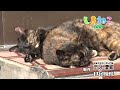 【猫島】路地で日向ぼっこ最高にゃー！ねこ交差点│愛知・篠島「しまねこうらら」 2