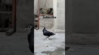 Black Sharazi Pigeon #shorts #youtubeshorts #subscribe #pigeon