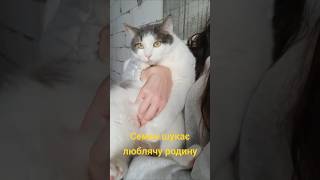 Красунчик Семенчик ❤️🥰🐈(093)2250973