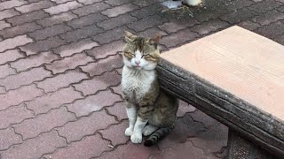 ちょっと眠そうな白キジ猫ちゃん【公園野良猫の暮らし】cute cat videos