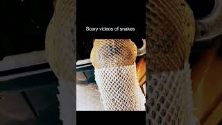 Scary video of snake #reels #entertainment #shortvideo #trending