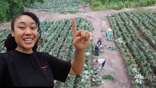 THE LARGEST PINEAPPLE FARM IN GHANA🍍|| MILANI PLANET