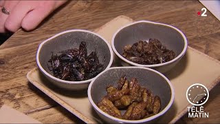 Sans frontières – Des insectes dans vos assiettes