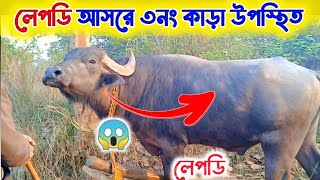 লেপডি আসরে ৩ নং কাড়া উপস্থিত হয়েছে | লড়াই এর যত্ন ছোট পট করছে | কাড়া