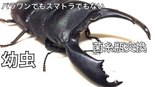 【クワガタ】114話 外国 ヒラタ デッカい 幼虫 菌糸瓶交換 スラウェシ