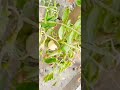 tomatoes 🍅 tomato viral beautiful nature plants trending shortvedio pakistan