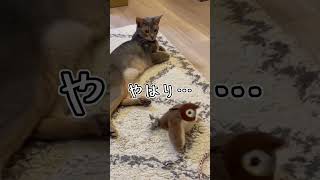 アビシニアンとは その22 #shorts #猫 #アビシニアン