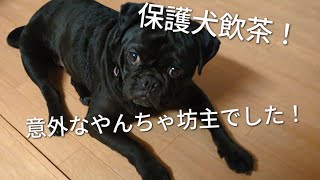 【保護犬飲茶】　いつもは大人しい飲茶の激しい遊び！？　※噛みません