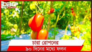 দেশে ইতালি জাতের চেরি টমেটো চাষ।