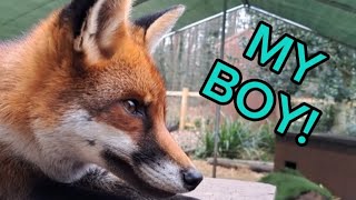 Brilliant Day \u0026 Night! 🦊❤️ #fox #wildlife #cute #animals #fyp #viralvideo #video #viral_video