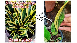 ลิ้นมังกร โกลเด้นเฟรม เปลวไฟสีทอง | snakeplant golden flame #snakeplant