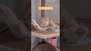 这是橘猫吗？#宠物 #cat #胖猫 #胖橘猫#subscribe #中国  #可爱 #猫咪 #cute #basketball #nba #catlover #萌宠#kitten #ginger