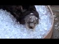 Otters Chill in Ice Bath to Keep from Overheating at Oregon Zoo