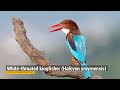 White-throated kingfisher - Halcyon smyrnensis #shorts