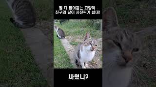 #쇼츠 #shorts 싸운 후 같이 사진찍기 싫은 고양이