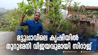 മട്ടുപ്പാവിലെ കൃഷിയിൽ നൂറുമേനി വിജയം