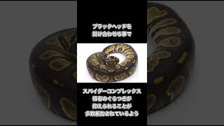 30秒ボールパイソン雑学 #ballpython #ボールパイソン #ボールパイソン飼育