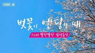 4K | 벚꽃 흩날리는 영상, 감성 터지는 봄 분위기 팝송 모음, 1시간, 봄에 듣기 좋은 음악