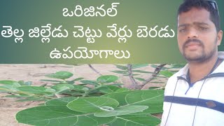 తెల్ల జిల్లేడు చెట్టు