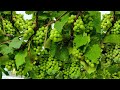 5 Tips To Get More Grapes In Single Plant | Tips For Grape Plant | How To Grow Grapes