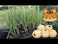 How to Plant Tiger Nuts Chufa