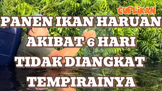 PANEN IKAN GABUS DIPEDALAMAN KALIMANTAN