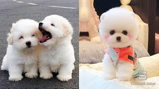Cute and Funny Dogs Videos Compilation 2021_ |20|_#shorts