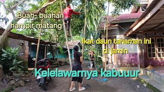 Cara mencegah Kelengkeng dimakan Kelelawar #kelengkeng #kelelawar