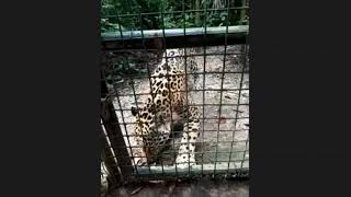 The Jaguars of the Belize Zoo