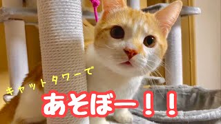 キャットタワーで遊ぶかわいい子猫たち！⭐️🥰【ノルウェージャン 】【マンチカン】【スコティッシュ】