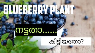 blueberry plant എന്ന് കരുതി വെച്ചതാ..... patichu😔😭