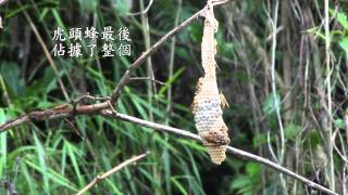 黑尾虎頭蜂吃變側異腹胡蜂