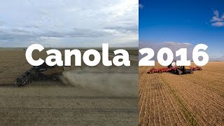 Canola Harvest and Winter Wheat Seeding 2016